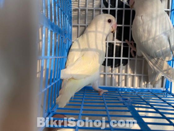 Love bird